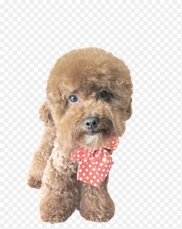 ̩�Ϲ�-������