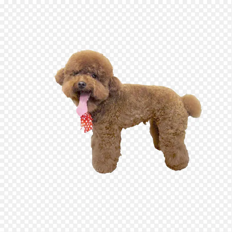 �ɰ�̩��Ȯ-������