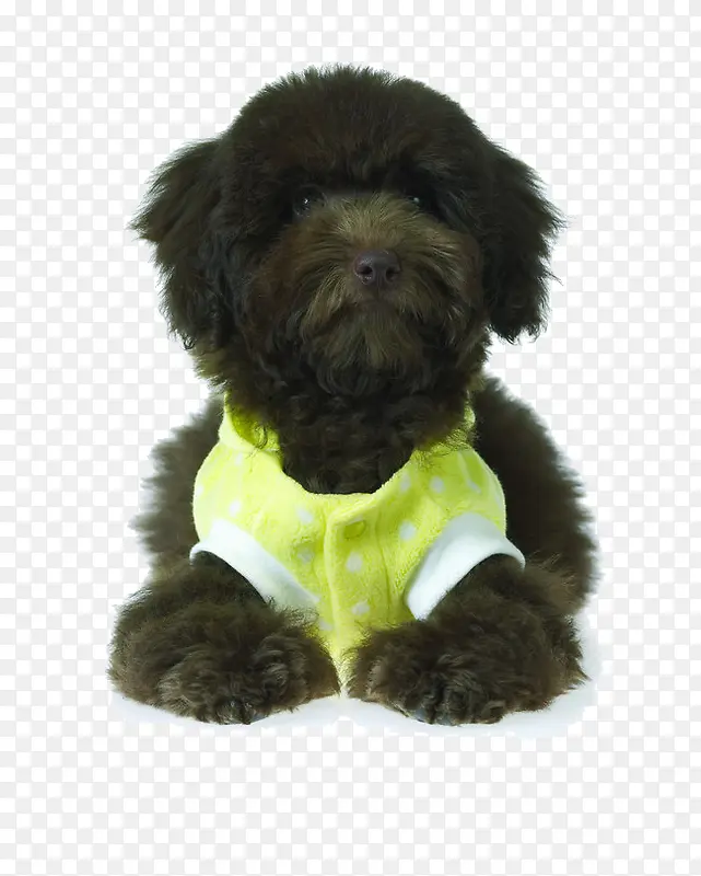 ��ɫ̩��ֱë��Ȯ-������