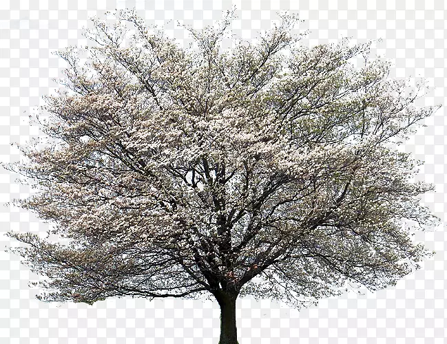 ����ɽ���ǡ�������-������