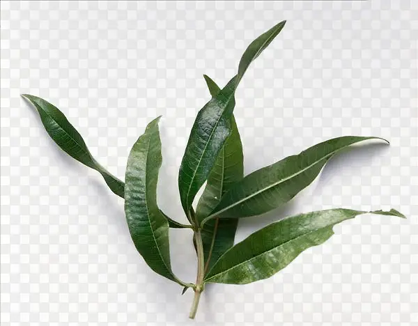 ���޲��������-������