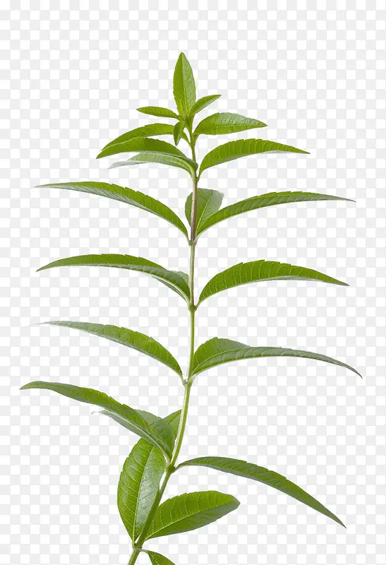 ���޲��ز�-������