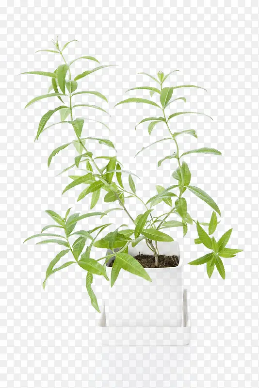 ���޲��������-������