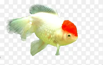 ������Ӱˮ���С����-������