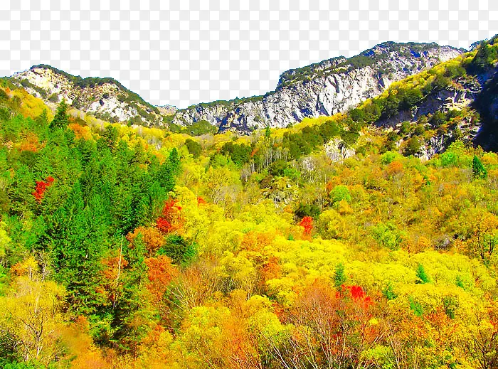 ������ű���-������