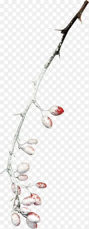 ��ѩ������֦-������