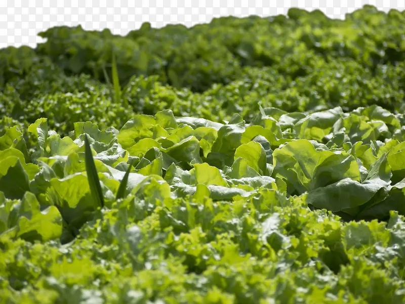 ��԰��������߲�-������