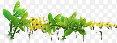 ��ɫ������֦ҽ��-������