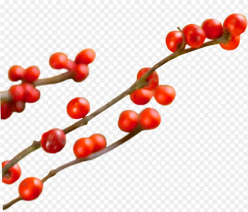 ��ɫ��ʵ��֦ҽ��-������