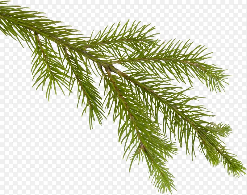 ��ɫ���ʵ�����֦-������