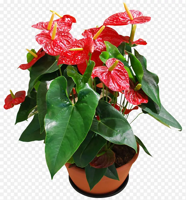 �ʻ���������ز�-������