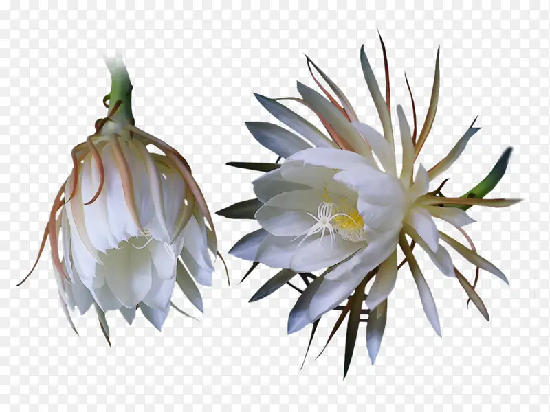 ��ɫ꼻�-������