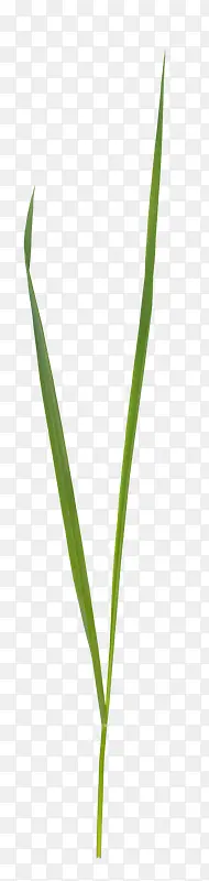 ����װ�� ��Ҷ ����Ȼһ�ò�-������