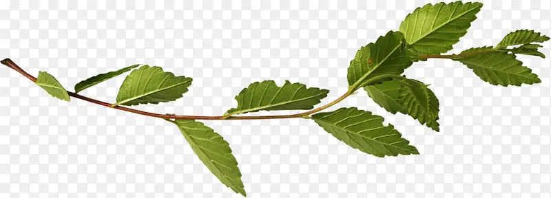 һ֧��ɫ��֦-������