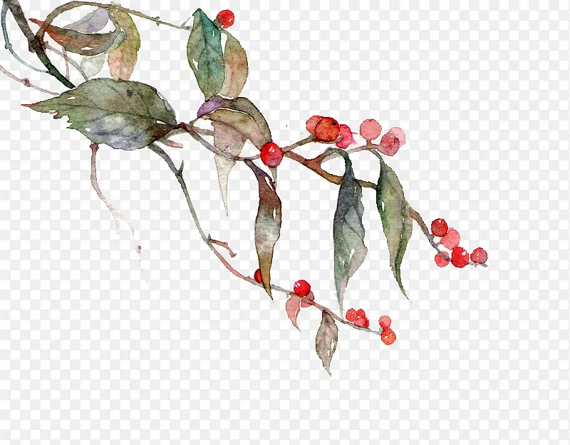 �����Ҷ��֦-������