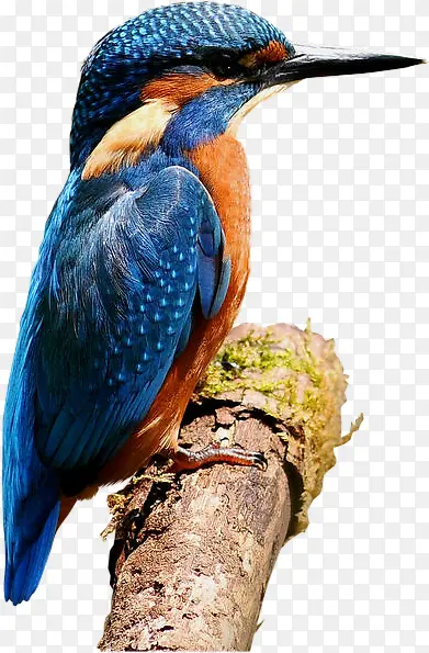 һֻ��ľ��-������