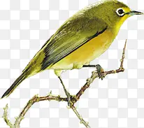 ��ɫ�����ֻ�С����֦-������