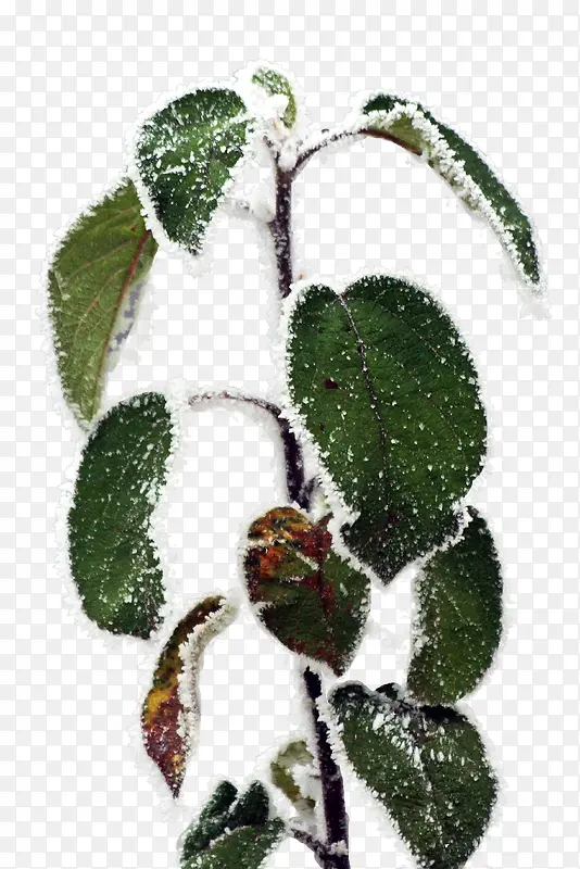 Ҷ��-������