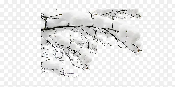 ��֦�ϵĻ�ѩ-������