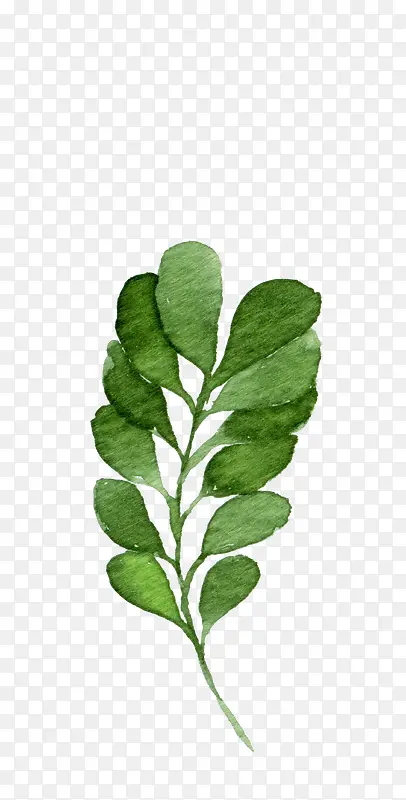 ��Ҷ�ֻ�ˮ�ʷ��-������