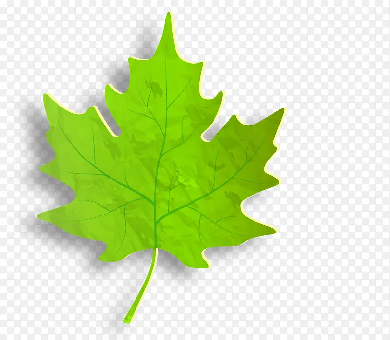 ��ɫ��Ҷ-������