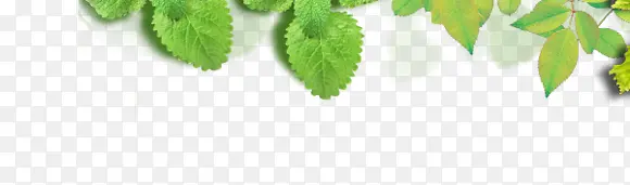 ��Ҷ-������