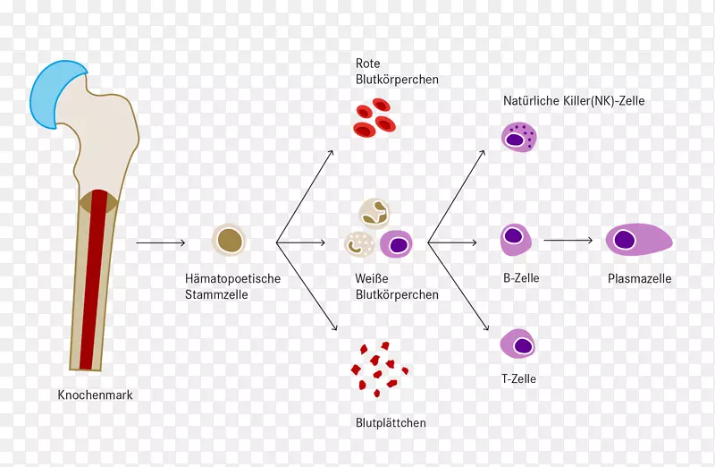 ��Ѫ��ϸ����Ѫ��ѪС��NHL-������