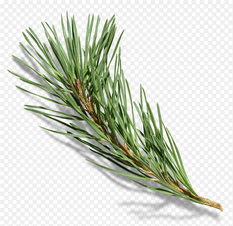 ʥ����֦-������