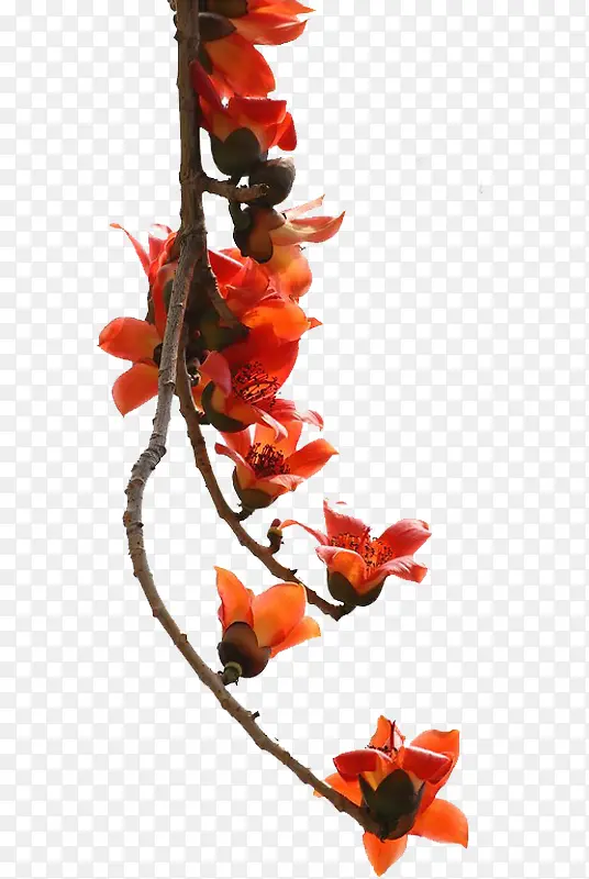 ��ֱ���µ���֦-������