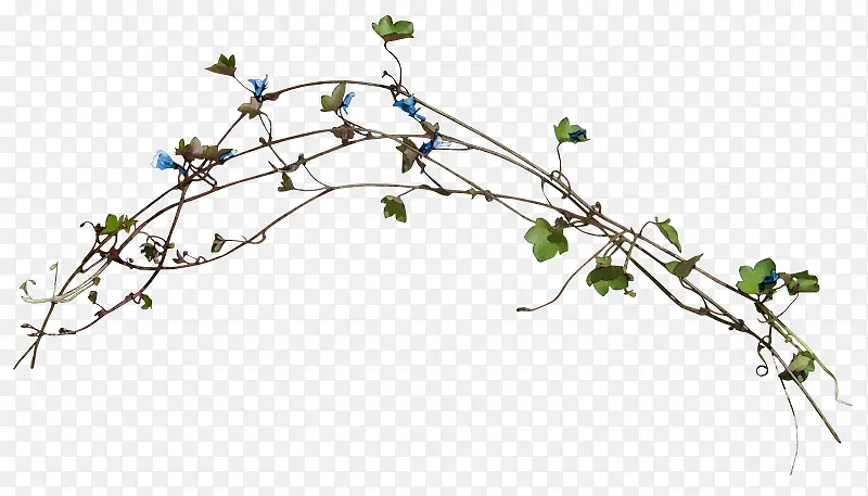 ��֦-������