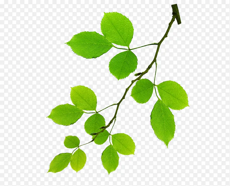 ��Ҷ�ӵ���֦-������