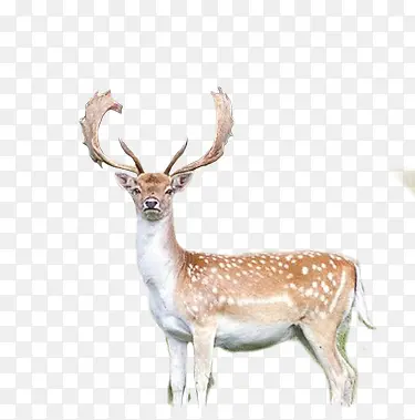 ÷��¹����Ұ����Ӱ-������