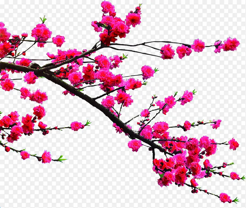 ���崴����Ӱ��ɫ��÷��-������