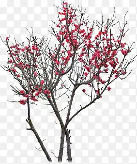 ������Ӱ��ɫ��÷��-������