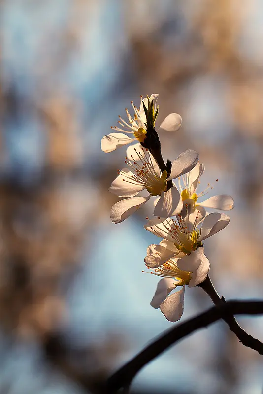 ֦ͷ��÷�������Ӱ-������