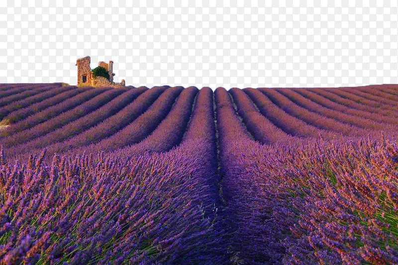 ޹�²�-������