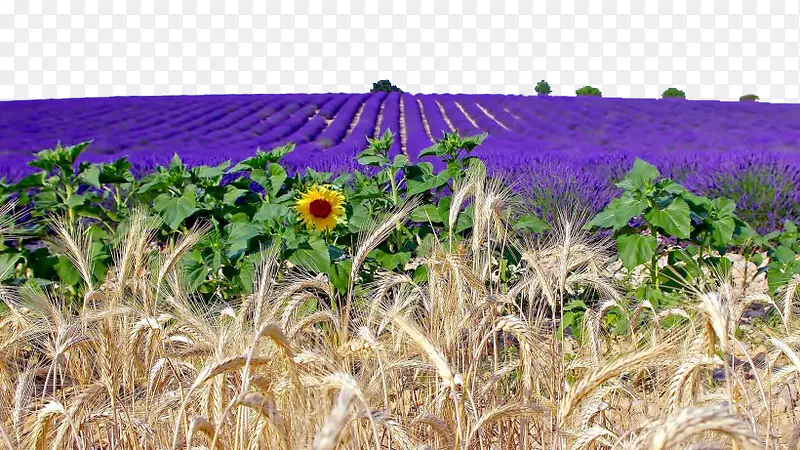 ��ɫ޹�²ݷ羰һ-������