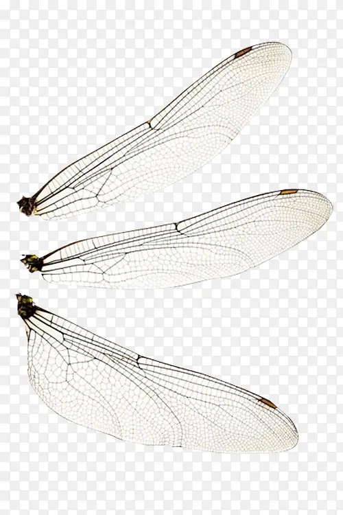 ����ĳ��-������