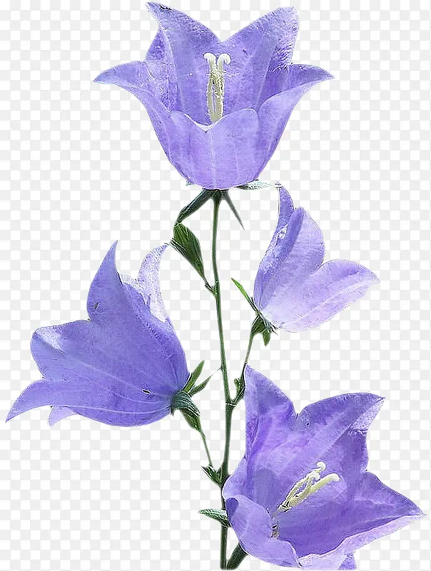 ������״�ز�͸�������ز� ��ɫ-������