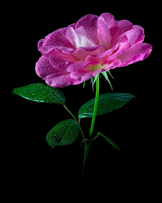 ΢��ˮ���ʻ���Ӱͼ-������