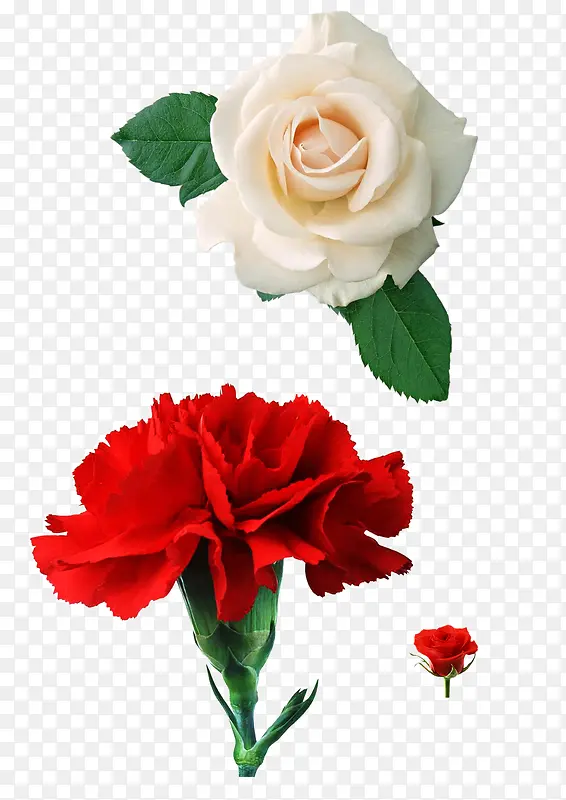 ��ɫ�Ŀ���ܰ-������