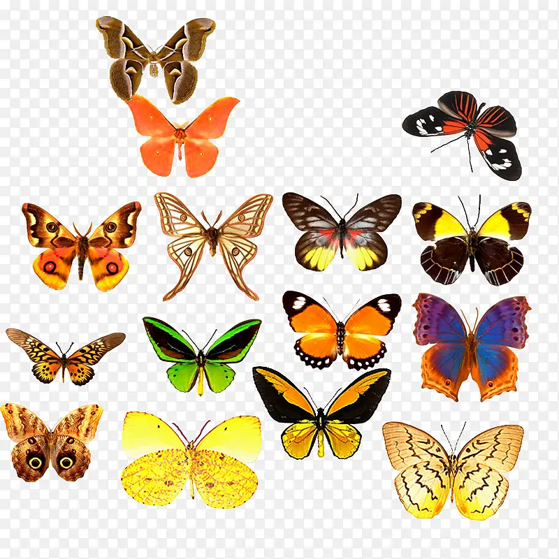 �λ�ɭ�ֲ�ɫ����-������