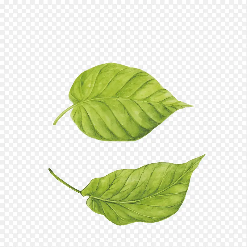 2Ƭ��ɫ��Ҷ������-������