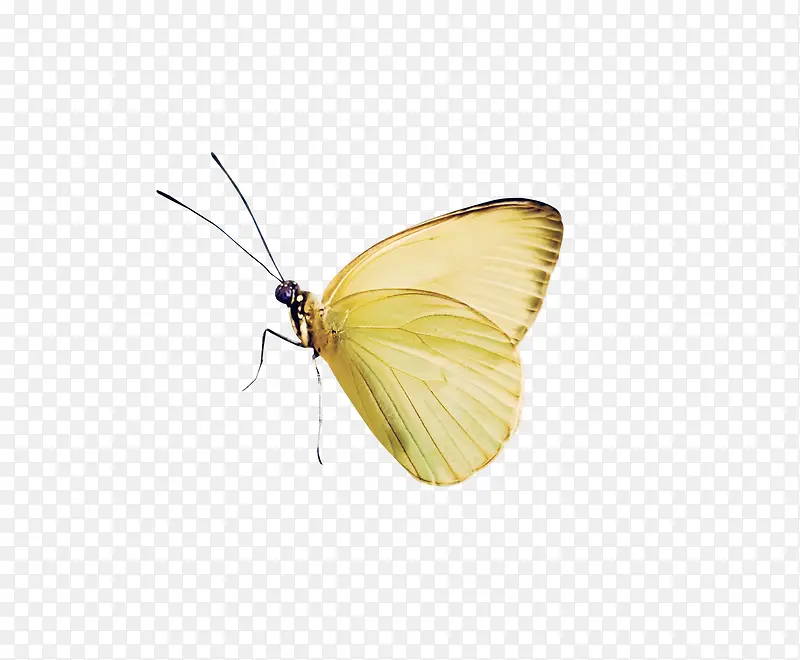 ��ɫ����-������