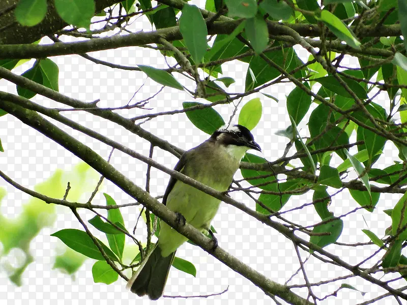 Ũ�ܵ���Ҷ-������