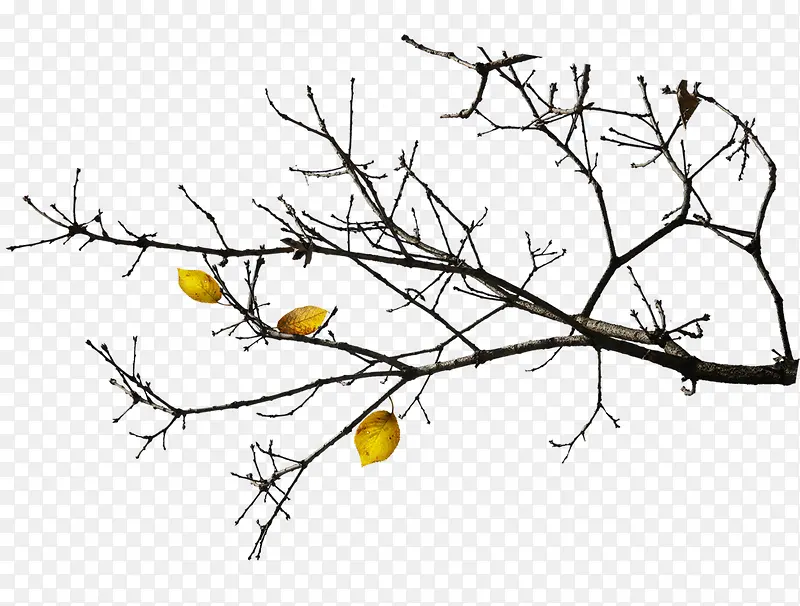 �����Ҷ-������