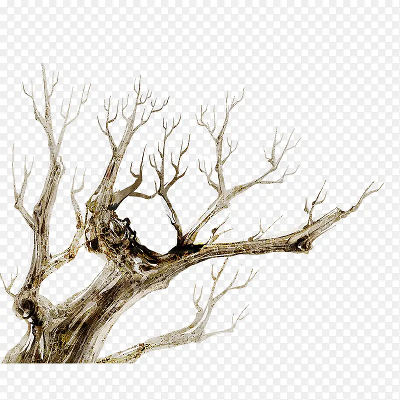 ��ή��֦-������