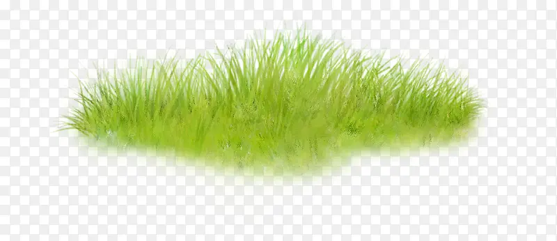 һƬ�̲ݵ�-������