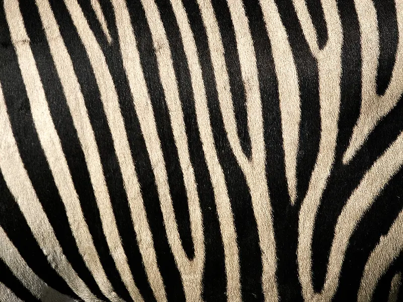 ����Ƥë��������-������