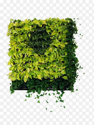 ��Ҷ-������